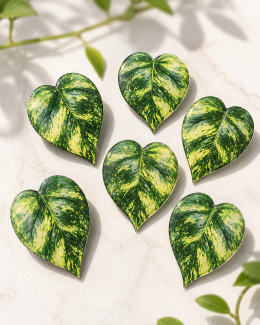 Handmade Variegated Pothos Leaf Magnets